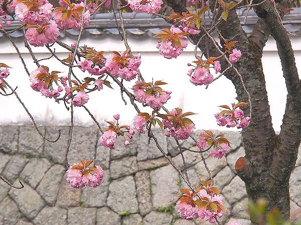  ＊京都・大阪・奈良の桜７名所_b0204819_10535755.jpg