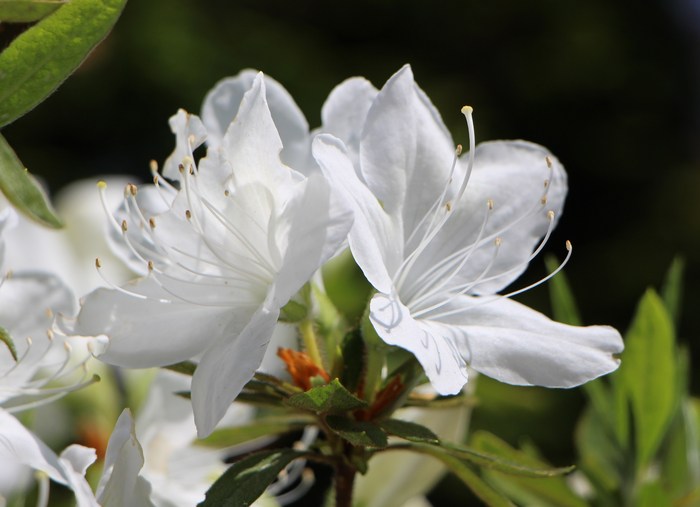 ’13 庭の花だより (Ⅲ) _d0150720_1116471.jpg