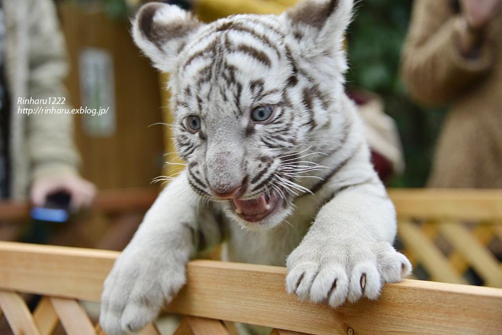 2012.11.19 しろとり動物園☆ホワイトタイガーのルークとナイト 【White tiger baby brother】_f0250322_15272951.jpg