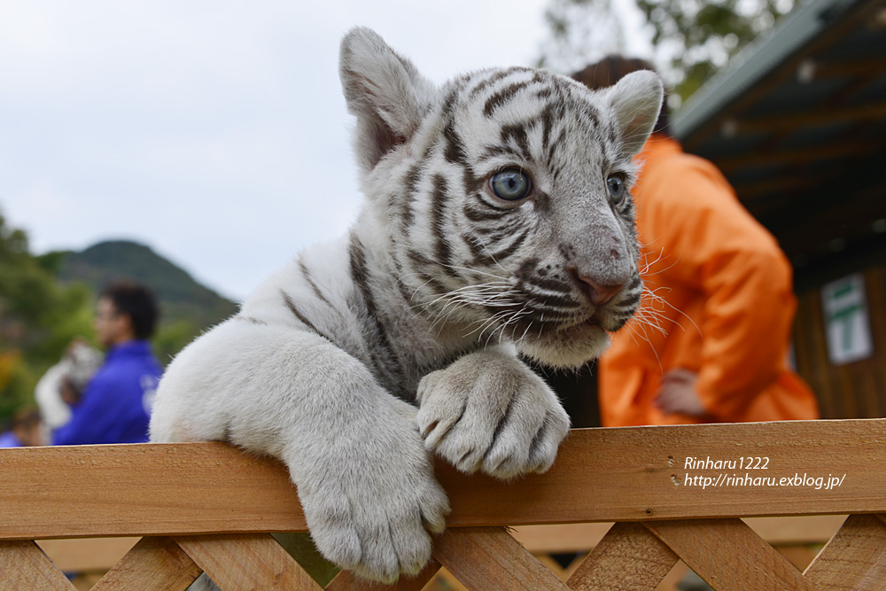 12 11 19 しろとり動物園 ホワイトタイガーのルークとナイト White Tiger Baby Brother 青空に浮かぶ月を眺めながら
