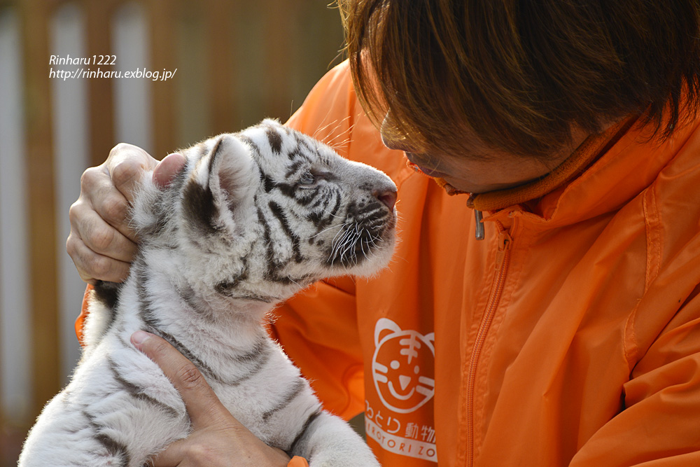 2012.11.19 しろとり動物園☆ホワイトタイガーのルークとナイト 【White tiger baby brother】_f0250322_15273053.jpg