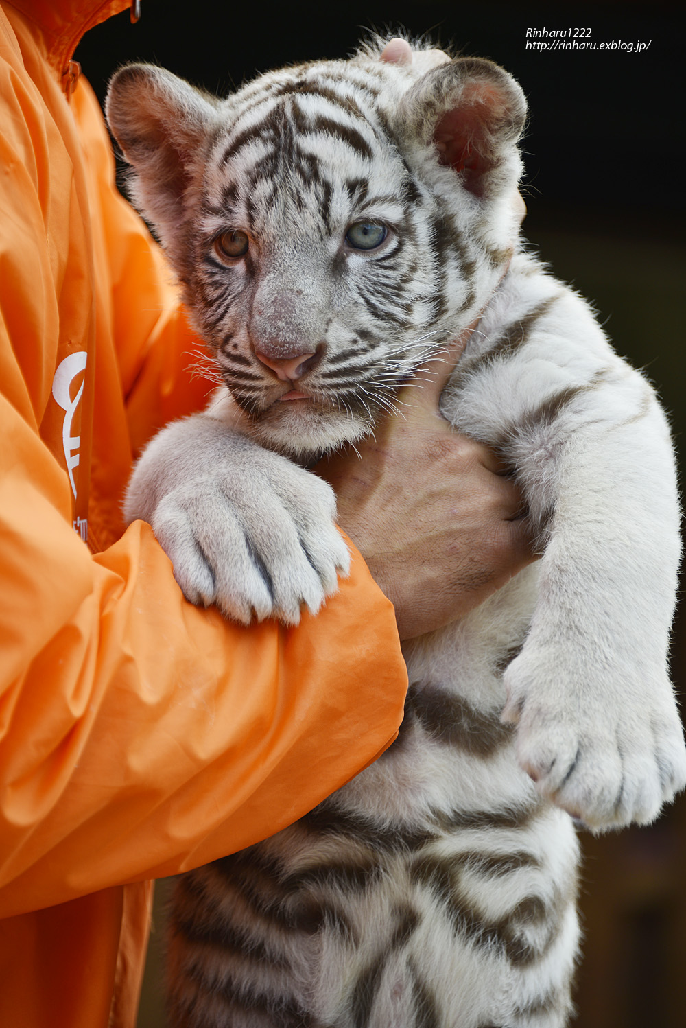 2012.11.19 しろとり動物園☆ホワイトタイガーのルークとナイト 【White tiger baby brother】_f0250322_15273328.jpg