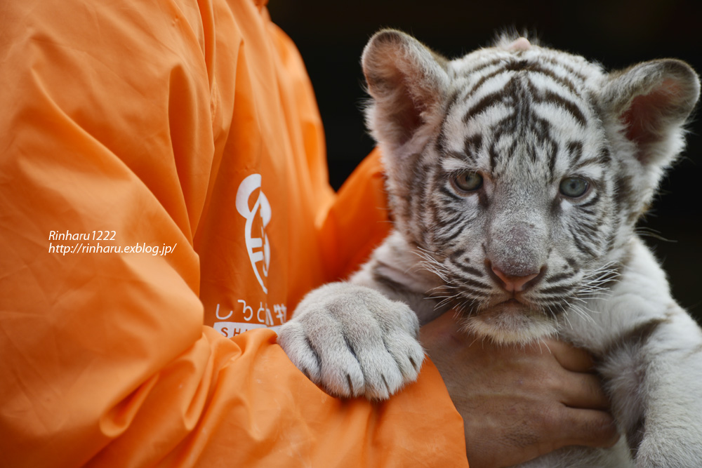 2012.11.19 しろとり動物園☆ホワイトタイガーのルークとナイト 【White tiger baby brother】_f0250322_15274957.jpg