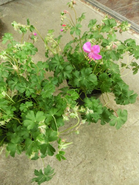 雨でも_c0102228_22352321.jpg