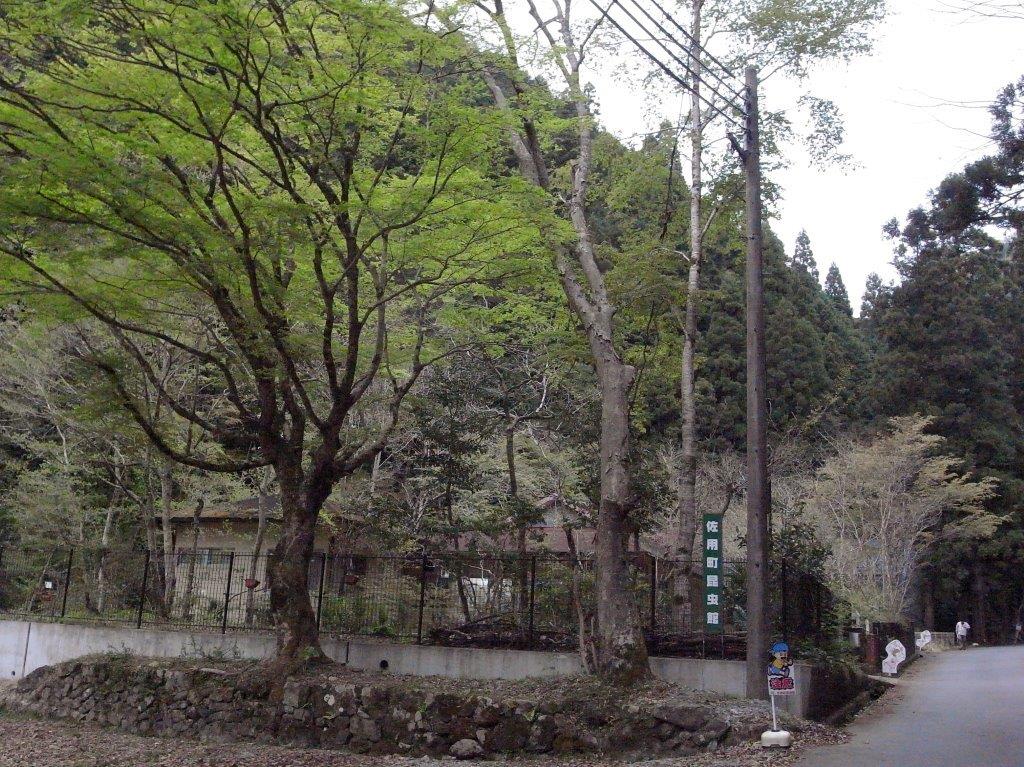 f0177529_1573618.jpg