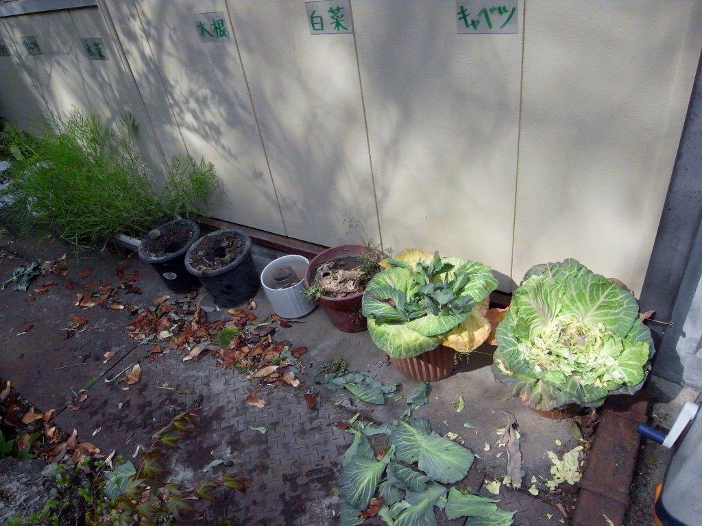 f0177529_1581494.jpg