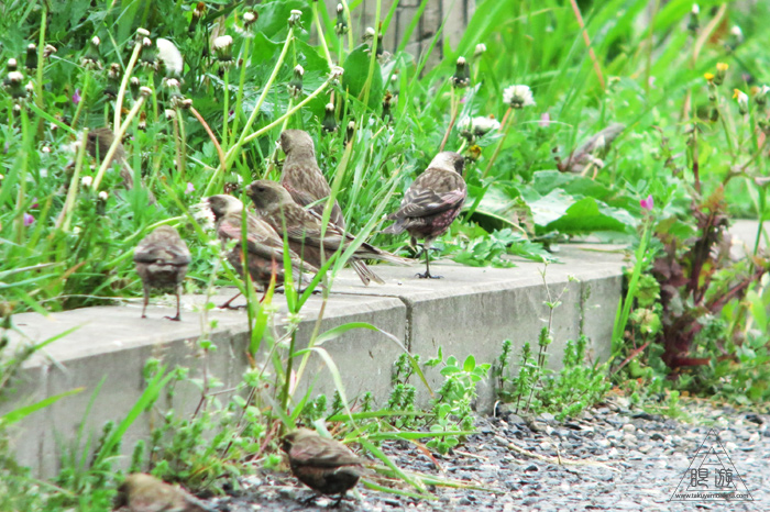 320 美保関燈台 ~デジスコで小鳥~_c0211532_1251135.jpg