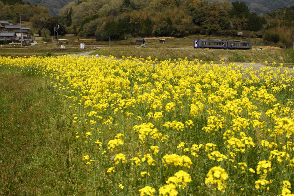 菜の花の向こうから_d0226336_23481441.jpg