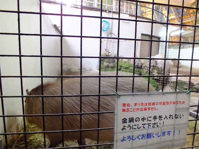 さぁ~て、今週の「まりもさん」は♪_a0179837_12265632.jpg