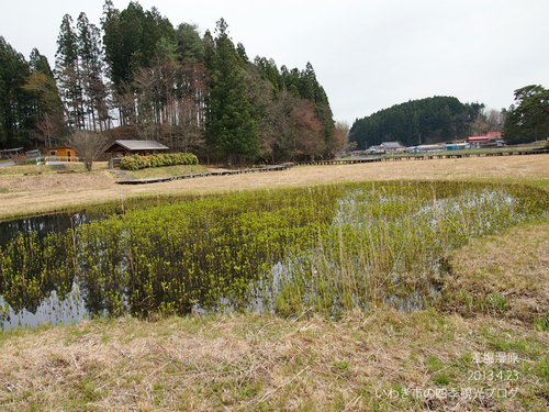 4月24日（水）　差塩湿原のミツガシワ_f0105342_17353510.jpg