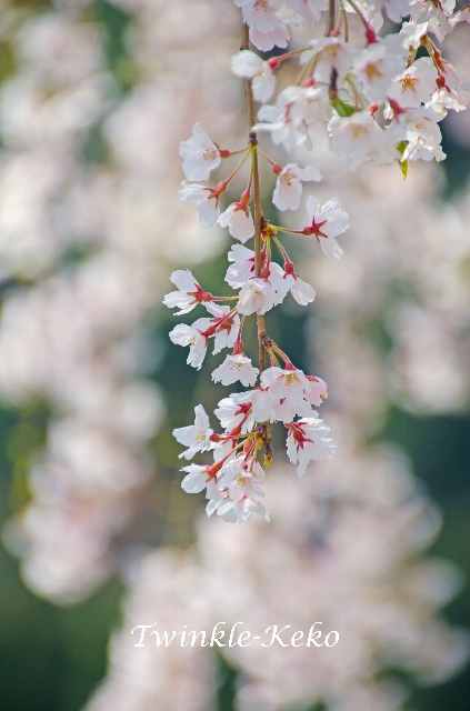 郡上八幡の桜＊7_f0158043_221138.jpg