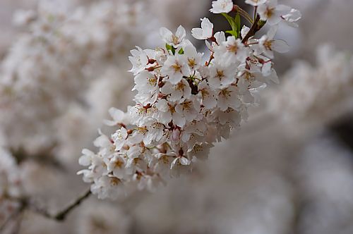 石部桜（八重の桜　オープニング）_f0174743_2244430.jpg