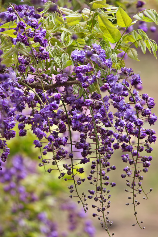 横須賀菖蒲園　藤_d0029744_12521695.jpg