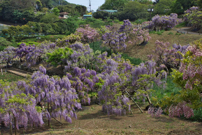 横須賀菖蒲園　藤_d0029744_12555345.jpg