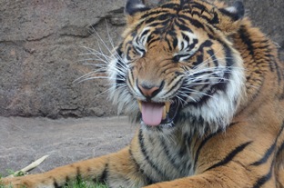 仙台市八木山動物公園　スマトラトラのあくび_d0108344_012968.jpg