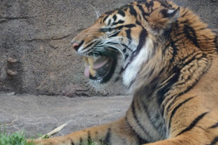 仙台市八木山動物公園　スマトラトラのあくび_d0108344_01682.jpg