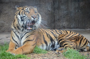 仙台市八木山動物公園　スマトラトラのあくび_d0108344_032959.jpg