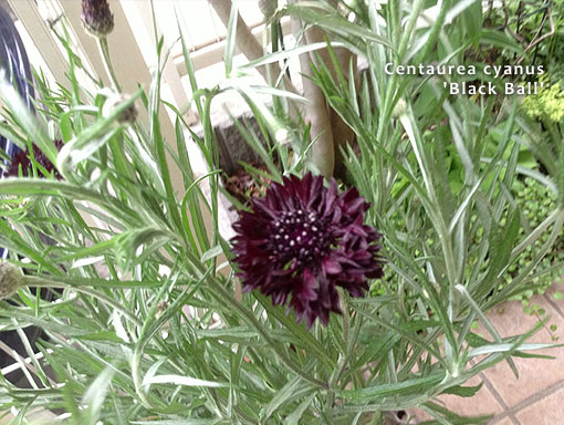 セントーレア ブラックボール Centaurea Black Ball チョット Dake カダン