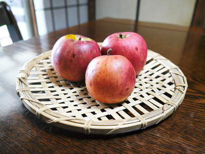 株式会社旬援隊 春の敷地内の様子 なんの花でしょうか?_a0254656_18291170.jpg