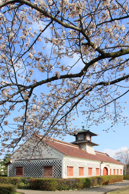 旧新潟税関庁舎の桜_a0267861_1954262.jpg