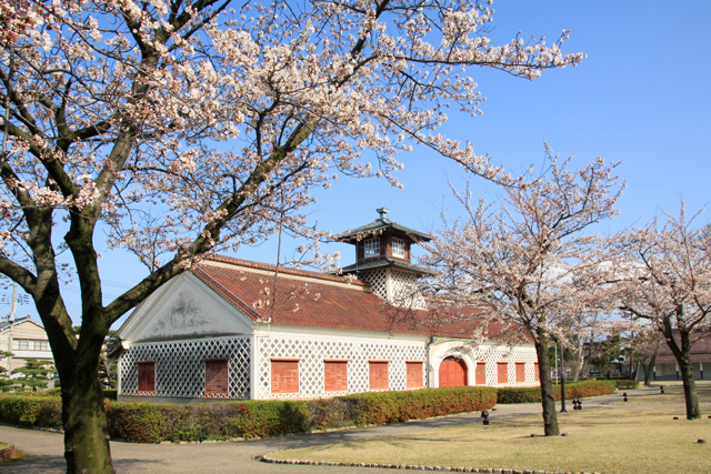 旧新潟税関庁舎の桜_a0267861_1954399.jpg