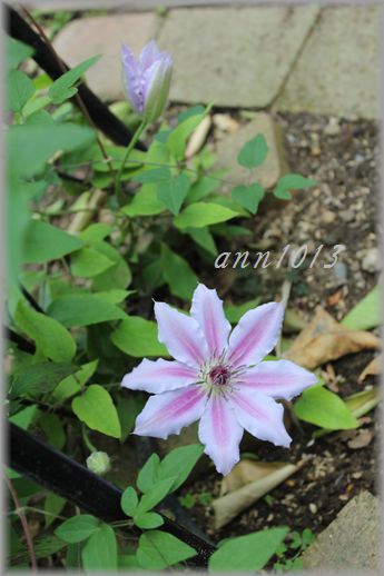 雨　それでも菜園に行きます_e0232963_16364528.jpg