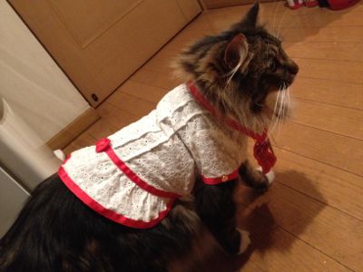 ロベルタ ディ カメリーノの 犬猫服☆_c0151965_1111853.jpg