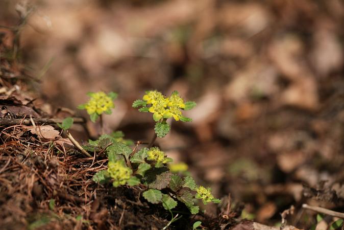 充実した野草観察会_e0304170_2072698.jpg