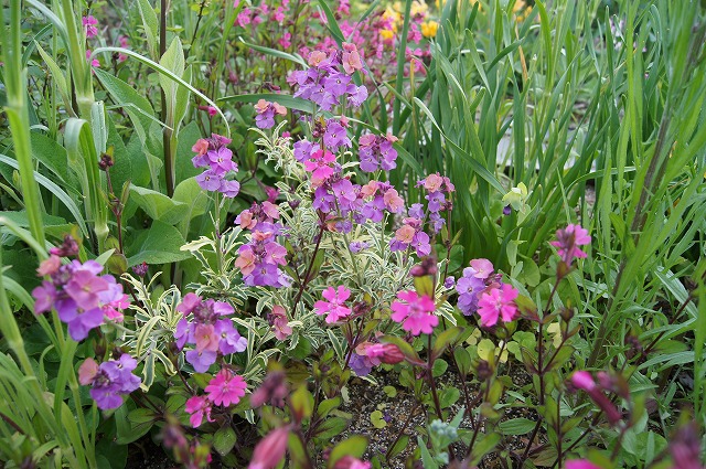 分からなかった花の名前_e0181373_21254469.jpg