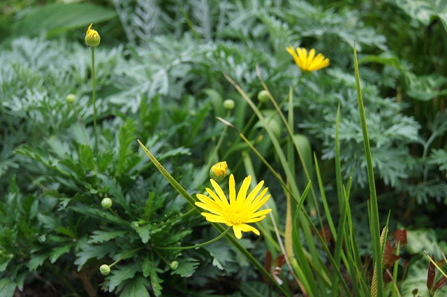 分からなかった花の名前_e0181373_2126093.jpg