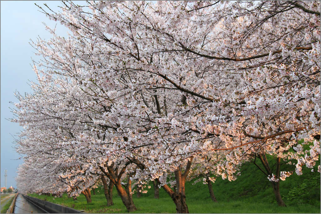 ※ 大河津分水の桜（3）_e0149577_13483151.jpg