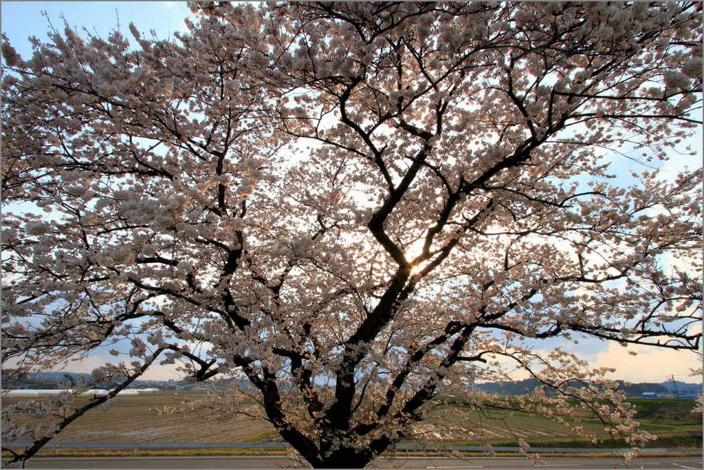 ※ 大河津分水の桜（6）_e0149577_14373356.jpg