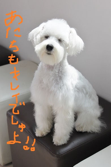 フロントラインのオマケ。_c0245679_1335820.jpg