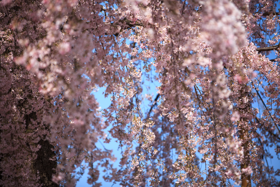 桜！　東寺_b0128581_21213525.jpg