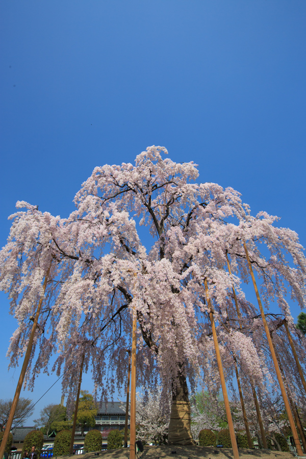 桜！　東寺_b0128581_2122972.jpg