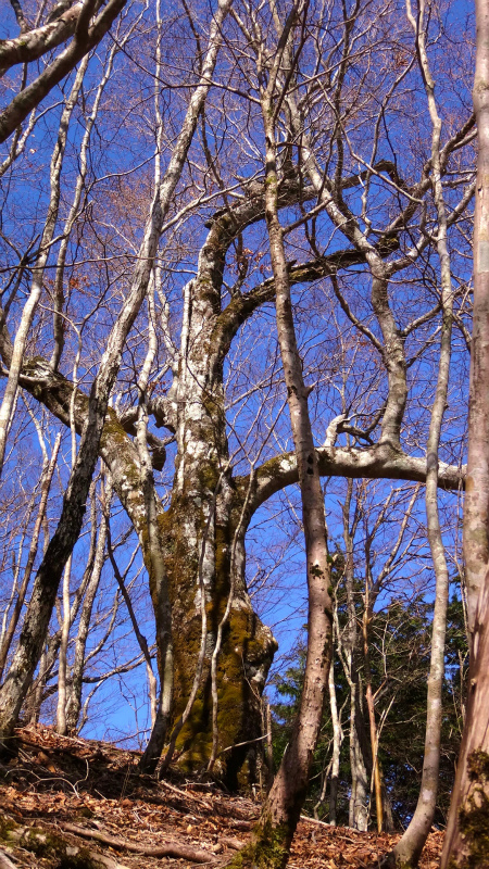 小辺路 Kohechi Trail Session with Joe Grant 2013/04/05 _b0220886_2254392.jpg