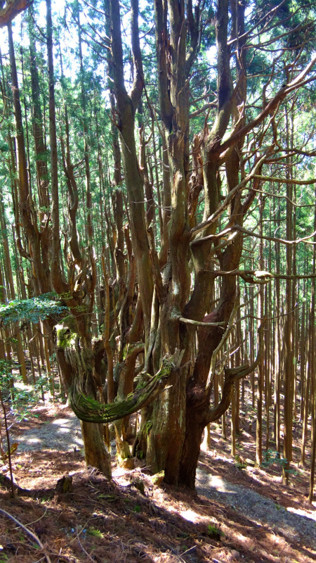 小辺路 Kohechi Trail Session with Joe Grant 2013/04/05 _b0220886_233226.jpg