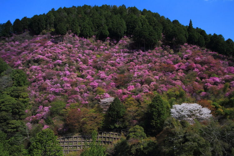 西明寺_e0051888_53088.jpg