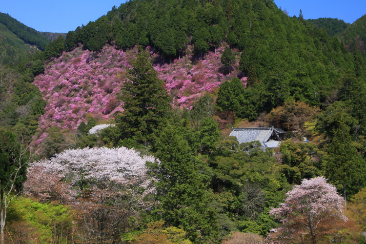 西明寺_e0051888_534698.jpg