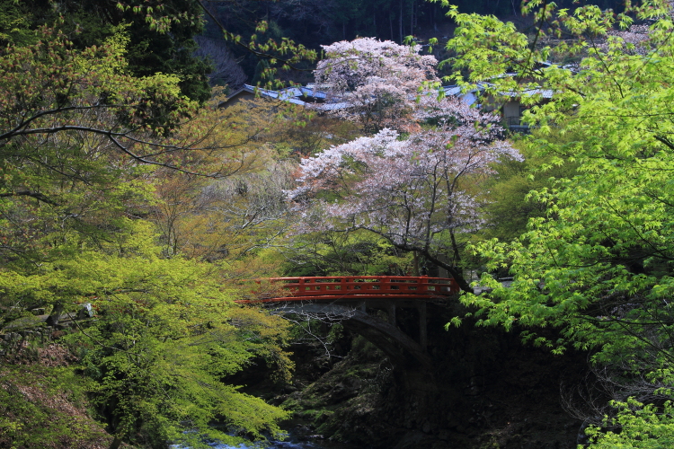 西明寺_e0051888_553635.jpg