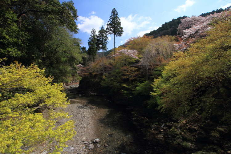 西明寺_e0051888_555794.jpg