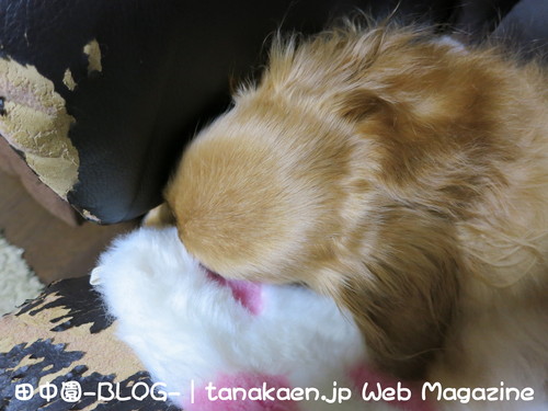厚焼き 手巻き 銀ぶロール＆シフォンケーキ 貰ったった_b0200291_21422643.jpg