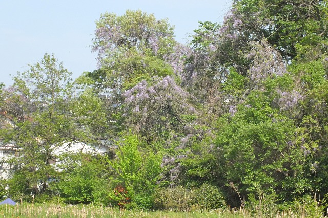 e0070891_18472822.jpg