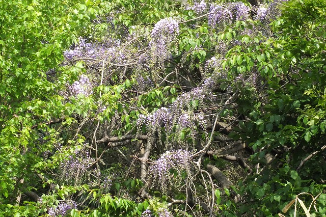 e0070891_18533297.jpg