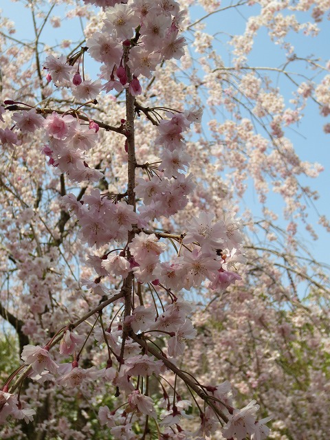 京都　桜の園　～原谷苑　（村岩農園内のさくら園）～②_c0087094_16355998.jpg