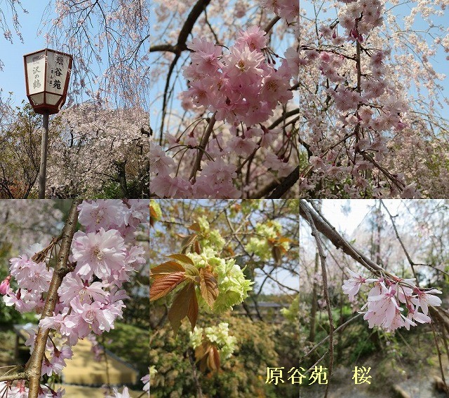 京都　桜の園　～原谷苑　（村岩農園内のさくら園）～②_c0087094_16392826.jpg