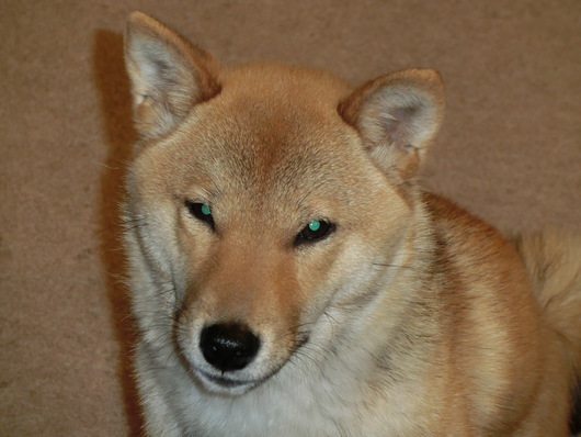 犬の目 柴っちゃう 犬の目 柴っちゃう