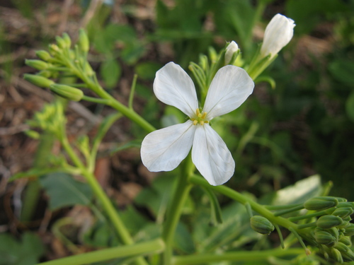 だいこんの花_a0135201_22201066.jpg