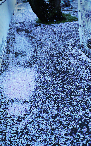 c0165301_17252375.jpg