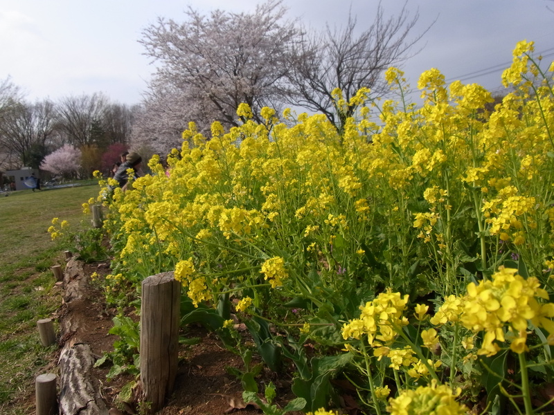 菜の花と線路。_c0006904_18144481.jpg